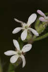 Common catchfly